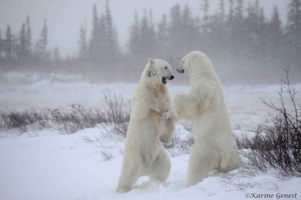 Sparring polar bears